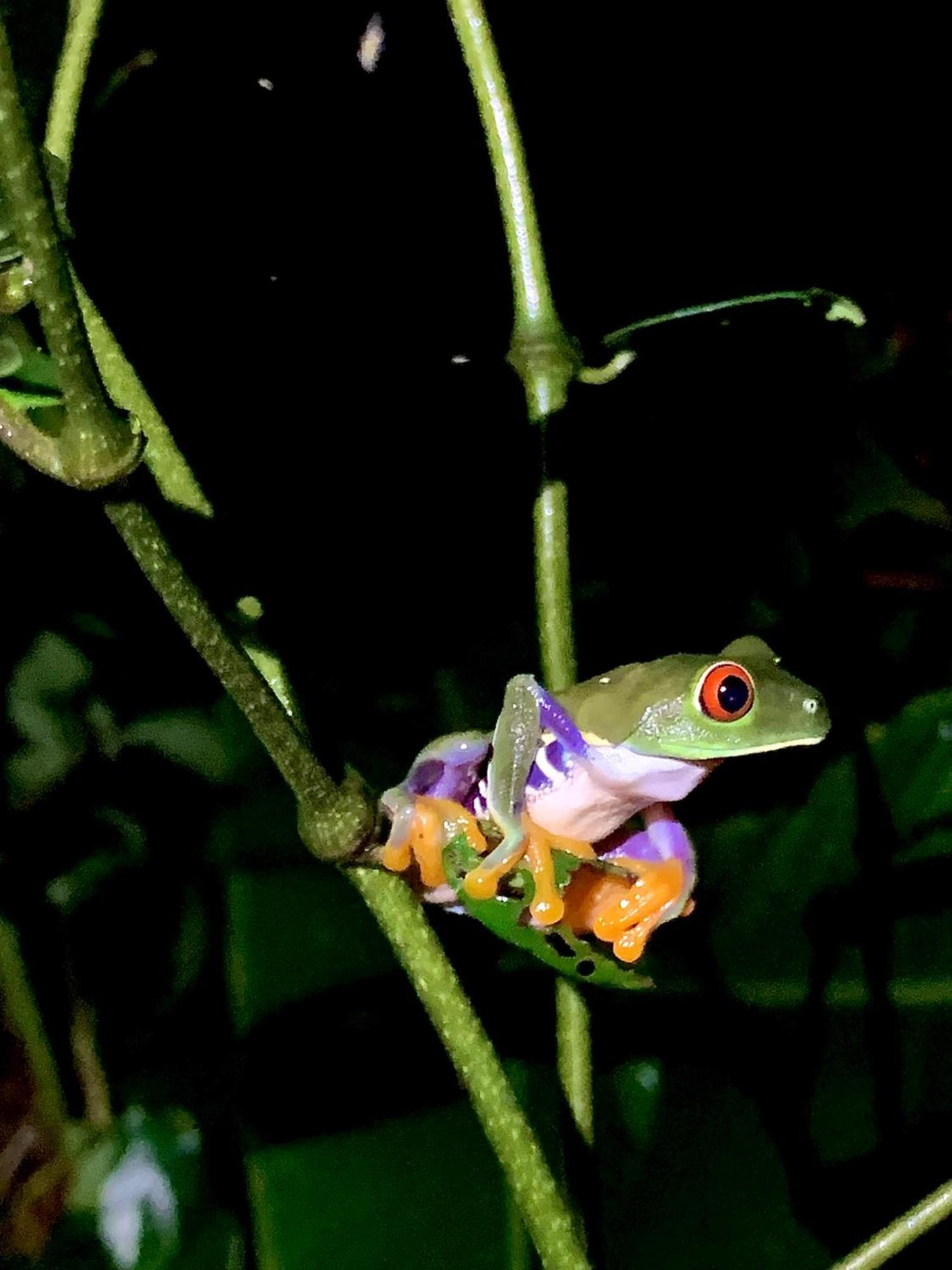 H Et L Apartamento Tortuguero Exterior foto
